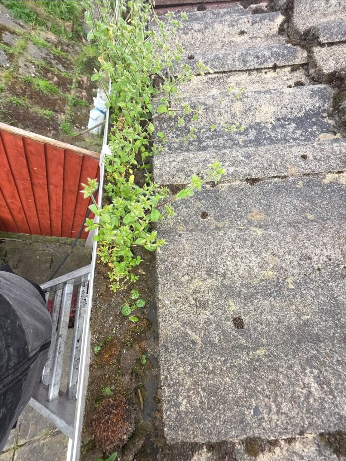 Heavy plant growth in gutter